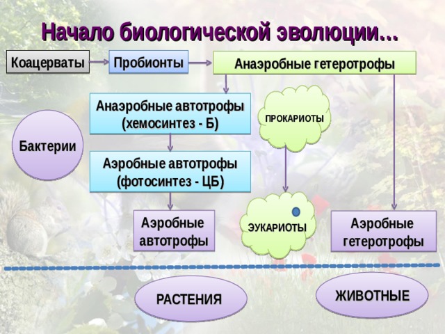 Схема перехода химической эволюции в биологическую