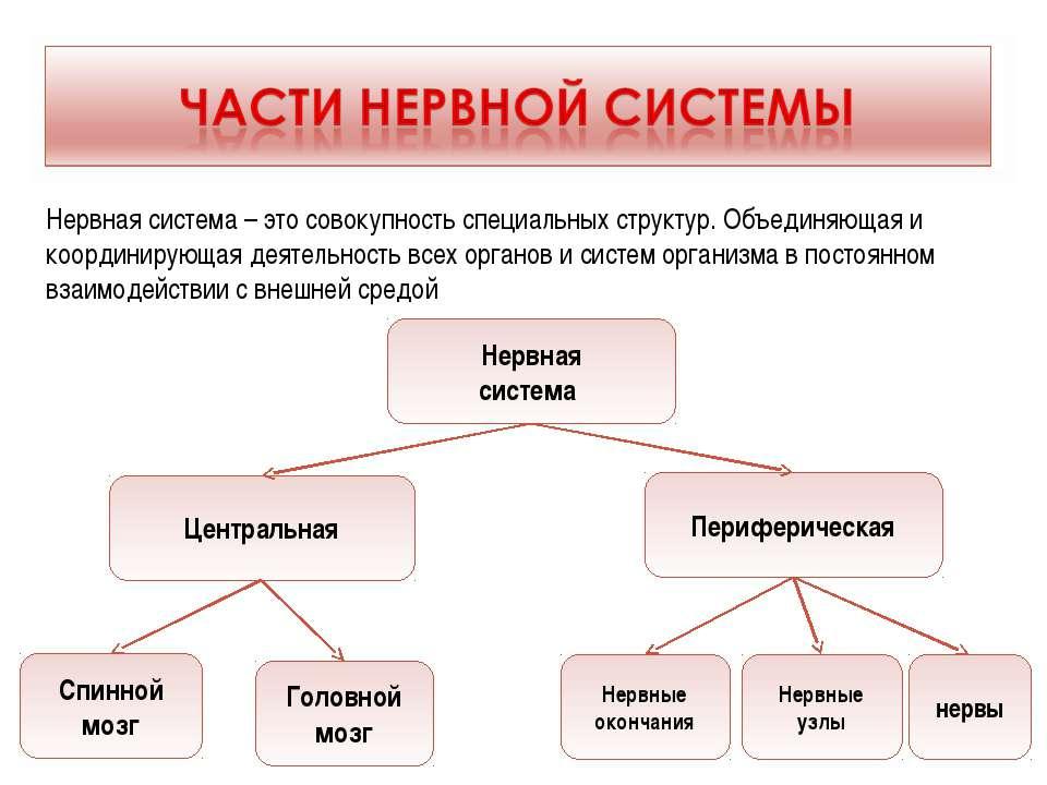 Значение и строение нервной системы презентация 8 класс