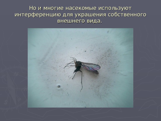 Но и многие насекомые используют интерференцию для украшения собственного внешнего вида. 