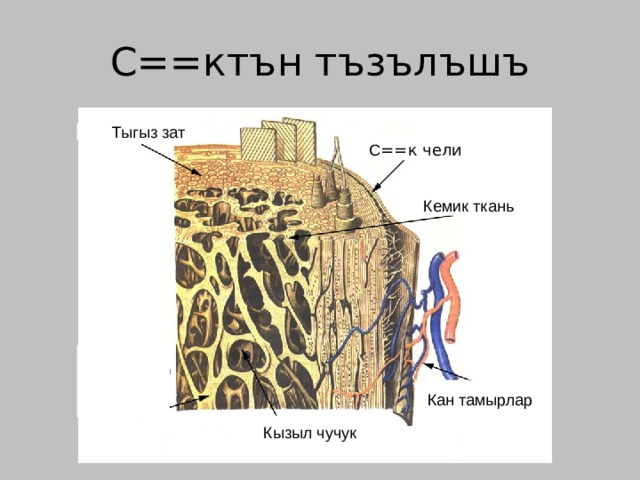 С==ктън тъзълъшъ Тыгыз зат С ==к чели Кемик ткань Кан тамырлар Кызыл чучук 