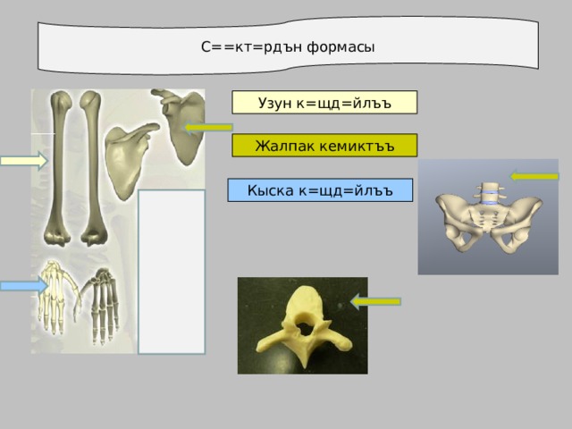 С==кт=рдън формасы Узун к=щд=йлъъ Жалпак кемиктъъ Кыска к=щд=йлъъ  