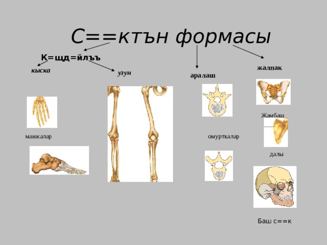 С==ктън формасы К=щд=йлъъ  жалпак кыска узун аралаш  Жамбаш манжалар омурткалар далы Баш с==к 