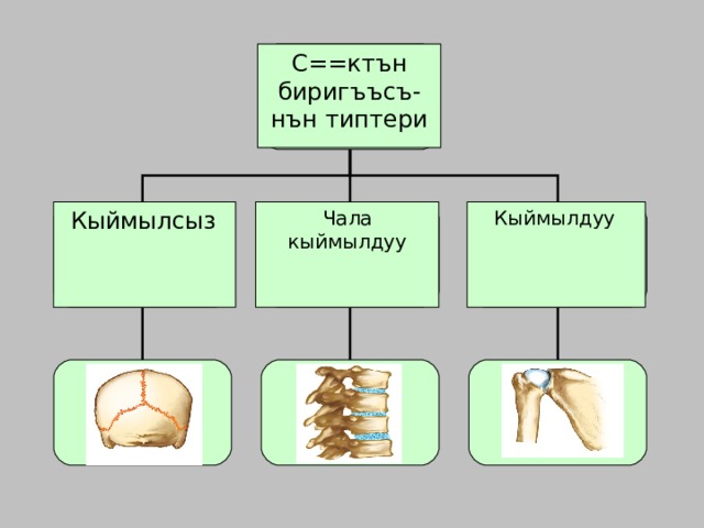 С==ктън биригъъсъ- нън типтери Типы соединения  костей Неподвижное Полуподвижное Подвижное Чала кыймылдуу Кыймылсыз  Кыймылдуу  