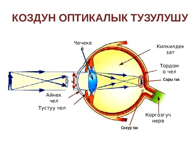 Коздун оптикалык тузулушу Чечекей Килкилдек зат Тордомо чел карек Сары так На слайде «активна» стрелка зрачок, обеспечивает переход к 11 слайду. Перевернутое изображение на сетчатке позволяет перейти к слайду 12. Айнек чел Тустуу чел Коргозгуч нерв Сокур так 6 