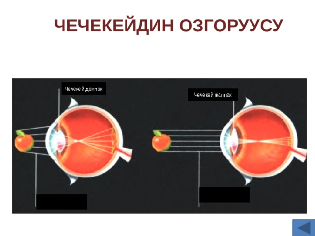 Чечекейдин озгоруусу Чечекей домпок Чечекей жалпак 