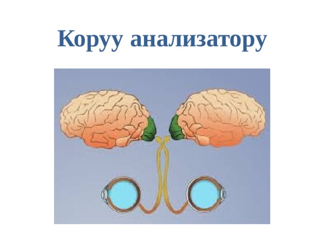 Коруу анализатору 