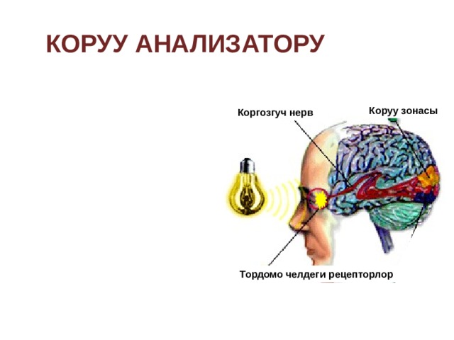 Коруу анализатору Коруу зонасы Коргозгуч нерв Тордомо челдеги рецепторлор 
