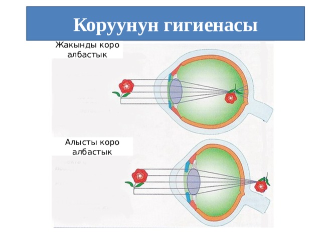 Коруунун гигиенасы Жакынды коро албастык Алысты коро албастык 