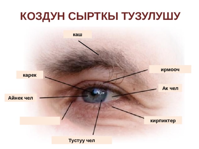 Коздун сырткы тузулушу каш ирмооч карек Ак чел Айнек чел Радужная оболочка «активна», обеспечивает переход к слайду 4 кирпиктер  Тустуу чел 3 