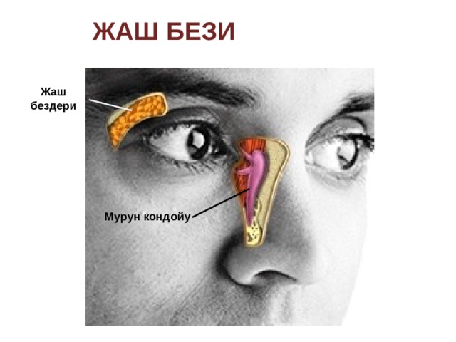 Жаш бези Жаш бездери Мурун кондойу 3 