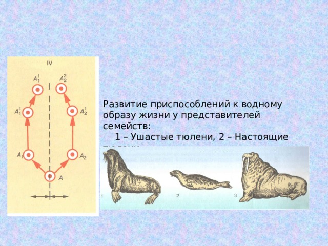 Развитие приспособлений к водному образу жизни у представителей семейств: 1 – Ушастые тюлени, 2 – Настоящие тюлени, 3 - Моржи 