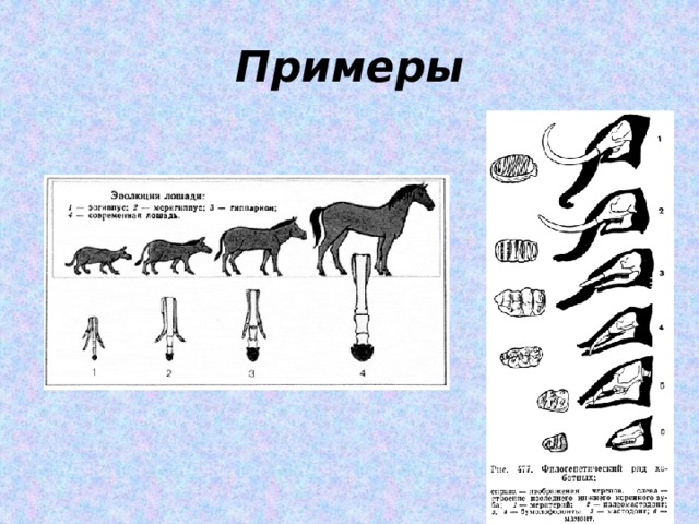 Примеры 