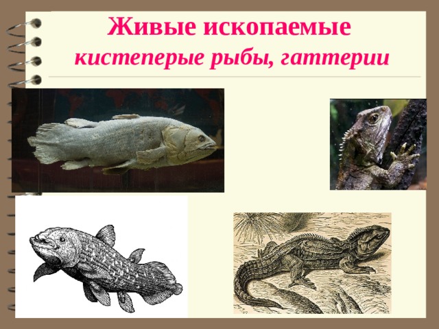 Появление кистеперых рыб. Отряд кистеперые рыбы. Ароморфозы кистеперых рыб. Кистеперые рыбы и земноводные. Гаттерия живое ископаемое.