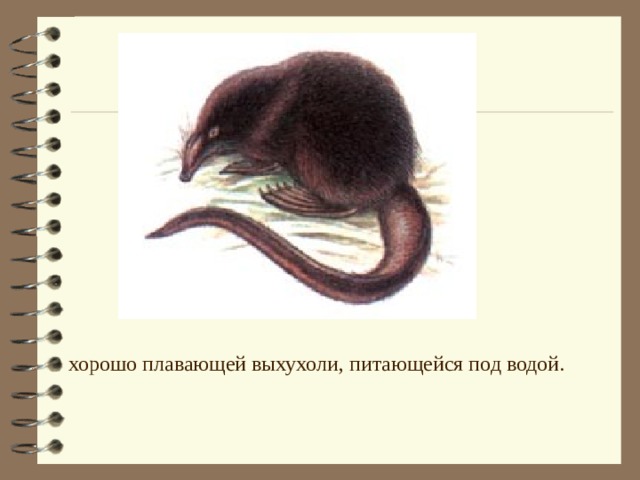 Красная книга Челябинской области - презентация, доклад, проект скачать