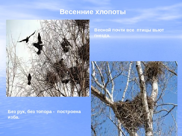 Весенние хлопоты Весной почти все птицы вьют гнезда. Без рук, без топора - построена изба. 
