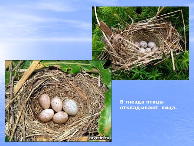 В гнезда птицы откладывают яйца. 