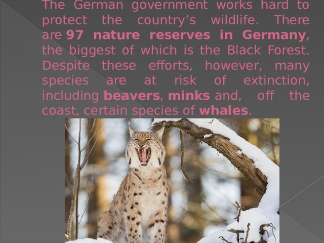 The German government works hard to protect the country’s wildlife. There are  97 nature reserves in Germany , the biggest of which is the Black Forest. Despite these efforts, however, many species are at risk of extinction, including  beavers ,  minks  and, off the coast, certain species of  whales . 