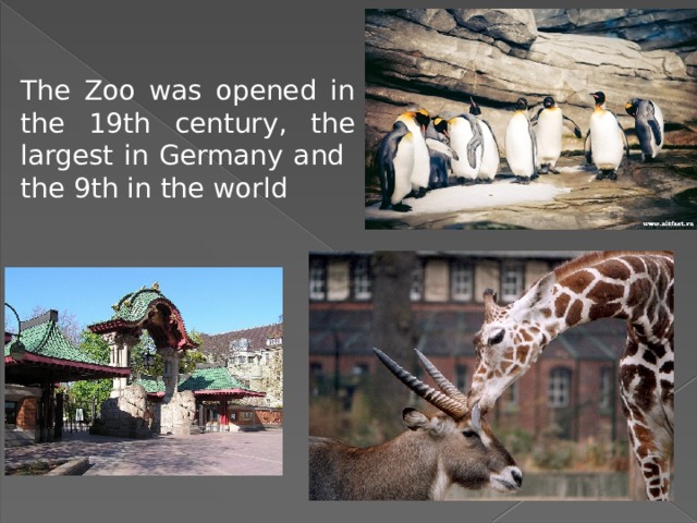 The Zoo was opened in the 19th century, the largest in Germany and the 9th in the world 
