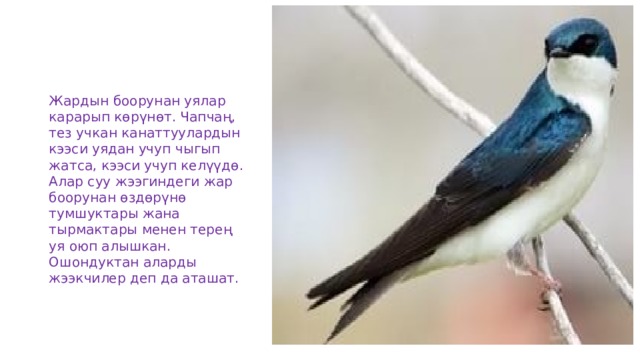 Жардын боорунан уялар карарып көрүнөт. Чапчаң, тез учкан канаттуулардын кээси уядан учуп чыгып жатса, кээси учуп келүүдө. Алар суу жээгиндеги жар боорунан өздөрүнө тумшуктары жана тырмактары менен терең уя оюп алышкан. Ошондуктан аларды жээкчилер деп да аташат.   