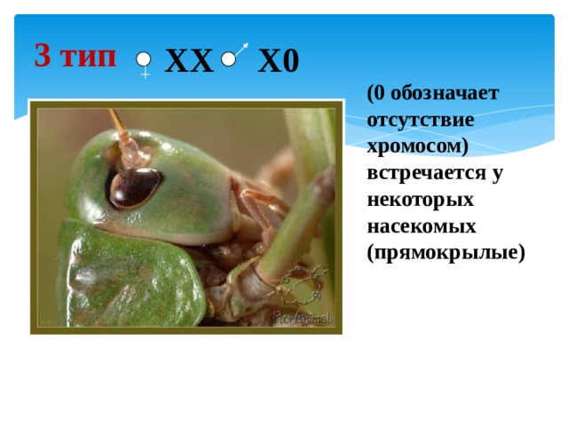 3 тип  ХX Х0 (0 обозначает отсутствие хромосом) встречается у некоторых насекомых (прямокрылые) 