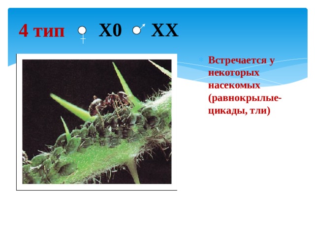 4 тип  Х0 ХX Встречается у некоторых насекомых (равнокрылые- цикады, тли) 