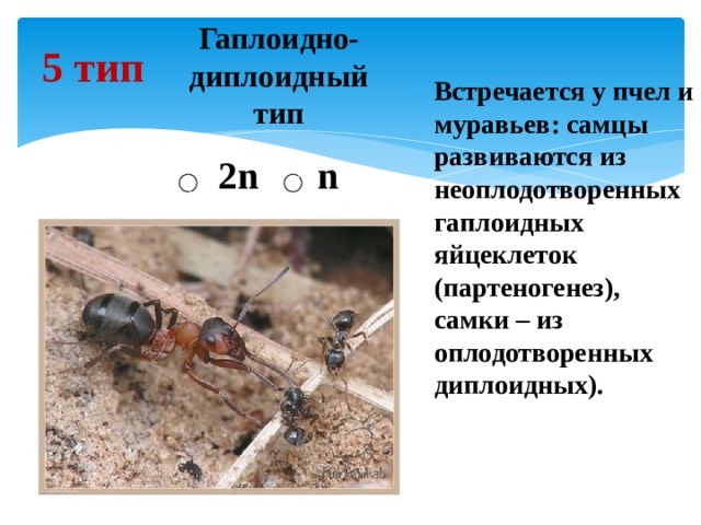 Гаплоидно-диплоидный тип 2n n 5 тип Встречается у пчел и муравьев: самцы развиваются из неоплодотворенных гаплоидных яйцеклеток (партеногенез), самки – из оплодотворенных диплоидных). 