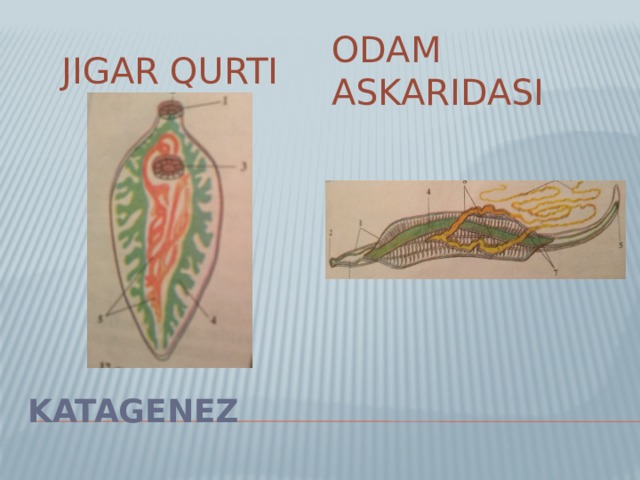 Odam askaridasi Jigar qurti Katagenez 