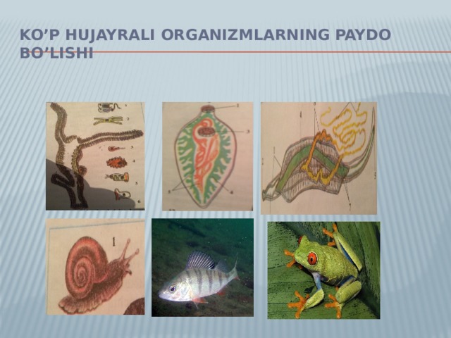 Ko’p hujayrali organizmlarning paydo bo’lishi 