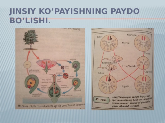 Jinsiy ko’payishning paydo bo’lishi . 
