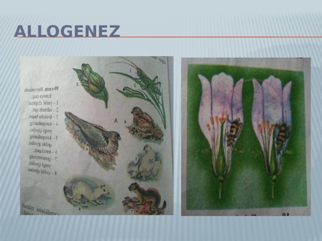 Allogenez 