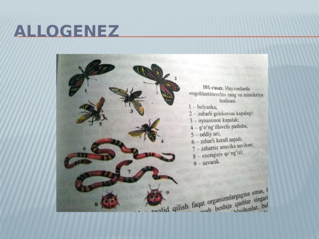 Allogenez 