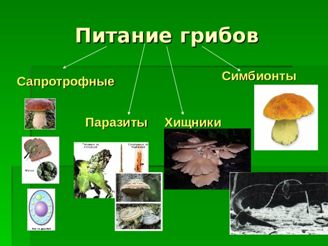 Питание грибов Симбионты Сапротрофные Паразиты Хищники 
