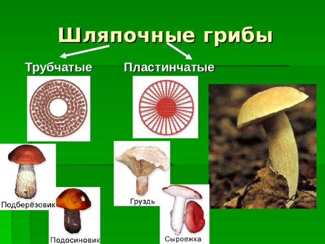 Шляпочные грибы Трубчатые Пластинчатые 