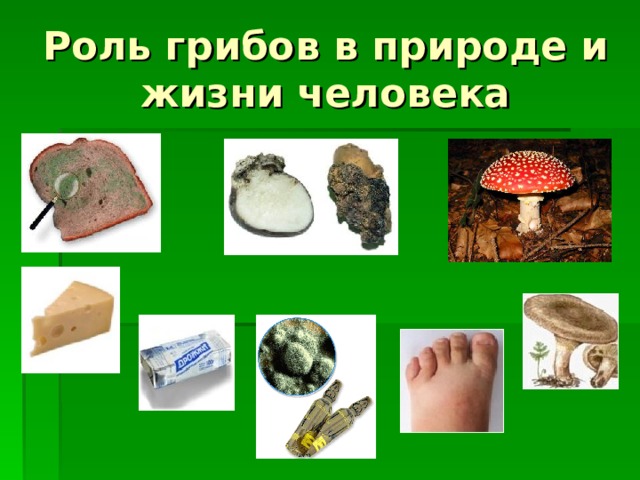 Роль грибов в природе и жизни человека 
