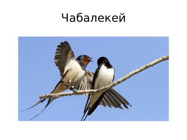 Чабалекей 