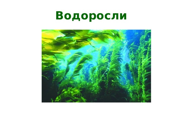 Водоросли Цель урока: 