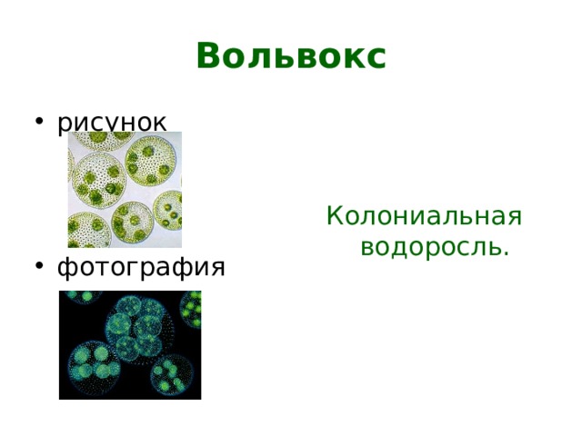 Obshaya Harakteristika Rastenij Vodorosli