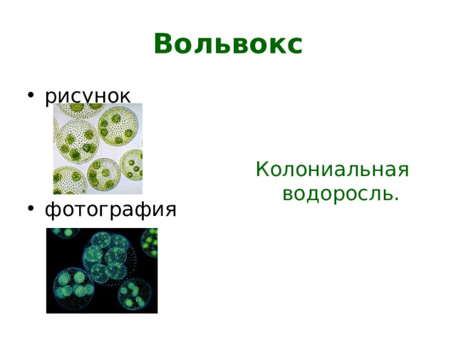 Вольвокс рисунок фотография Колониальная водоросль. 