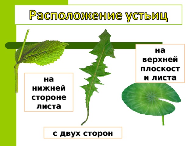 Какую функцию выполняет устьица у растений впр. У каких растений устьица расположены на нижней стороне листа. Устьица листьев.