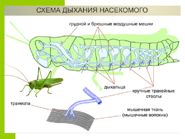 Трахеи жука. Трахейная дыхательная система насекомых. Дыхательная система органов насекомых. Трахейное дыхание у насекомых. Дыхательная система насекомых 7 класс биология.