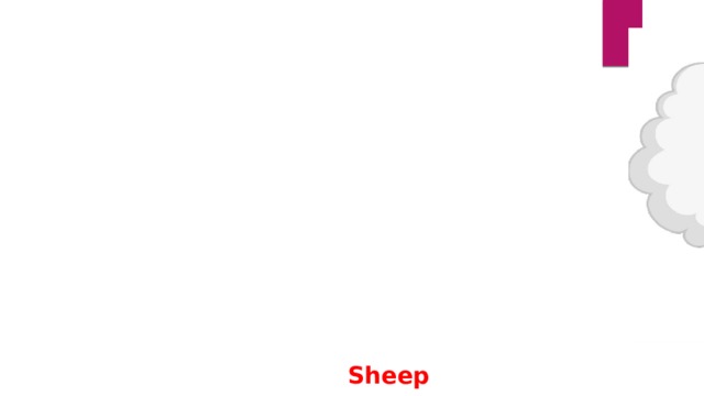 Sheep 