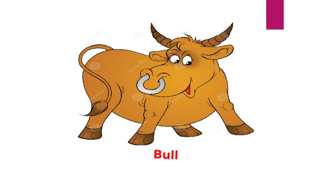 Bull 