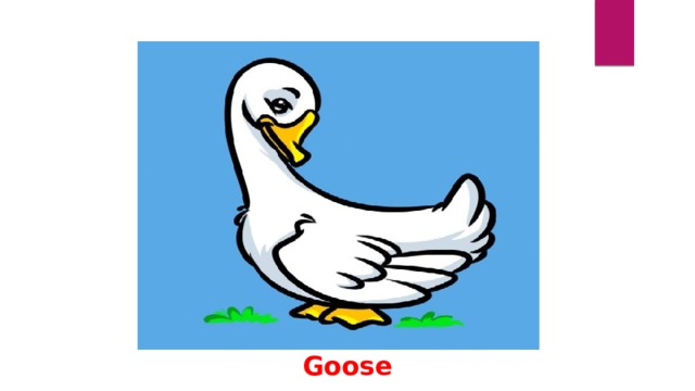 Goose 
