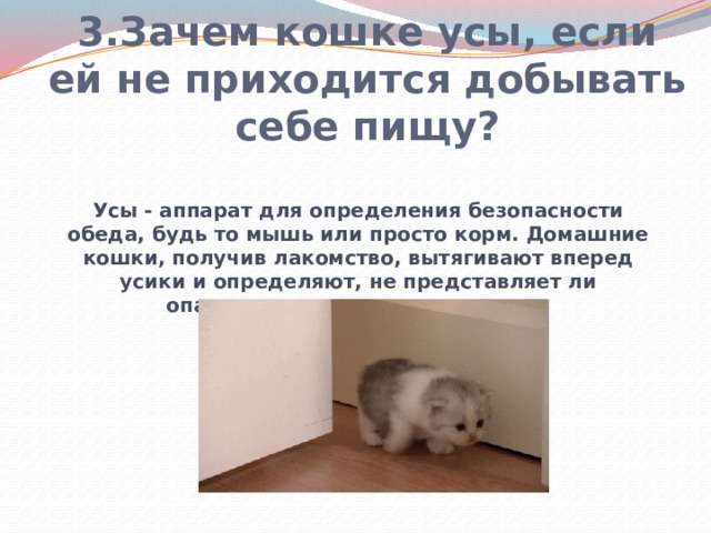 Зачем кошке усы проект