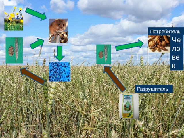 Характеристика экосистемы поле. Экосистема поля. Экосистема пшеничного поля. Экосистема поля схема. Природная экосистема поле.