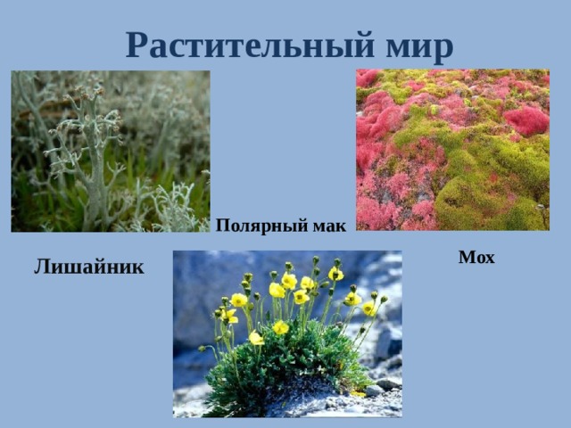 Растительный мир Полярный мак Мох Лишайник 