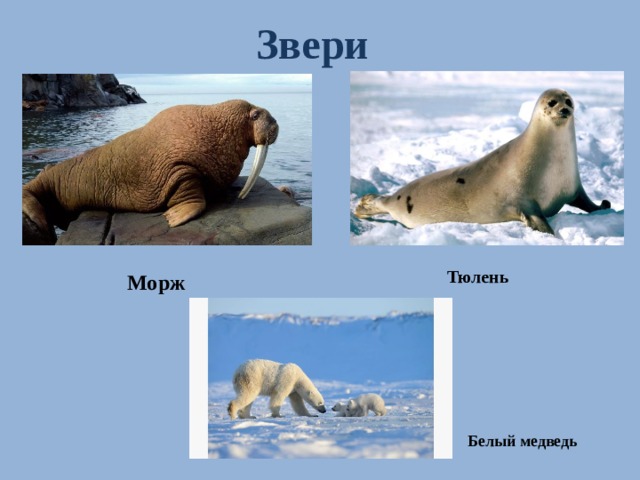 Тюлень Звери Морж Белый медведь 