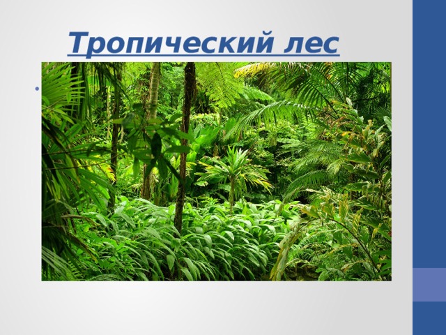 Тропический лес  лес в которым всегда жарко, и зимой, и летом. 