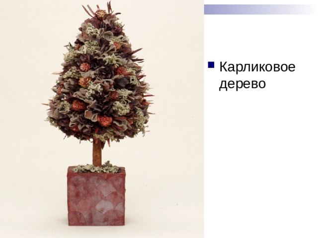 Карликовое дерево 