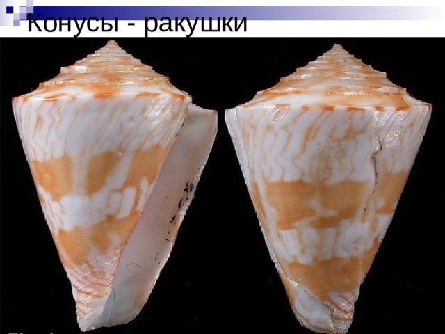 Конусы - ракушки 